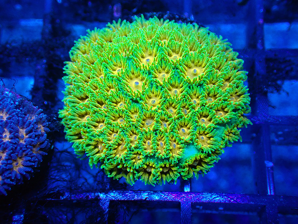 Aquarium TALLMAN / サンゴ