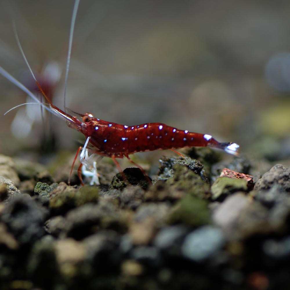 Aquarium Tallman Tallman Label Ebitengu スラウェシ ホワイトグローブシュリンプ 1匹 5匹11 000円