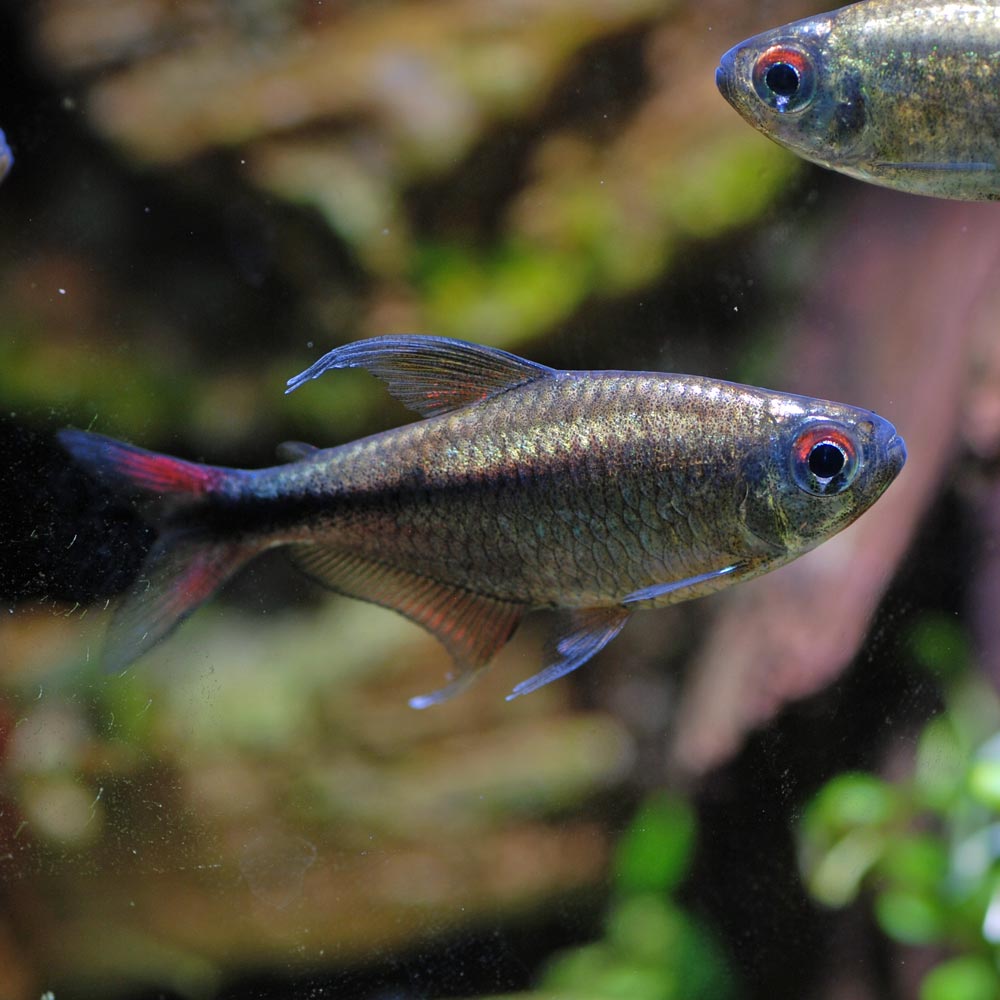 Aquarium Tallman プラチナヘミグラムスフィラメントーサス 1匹