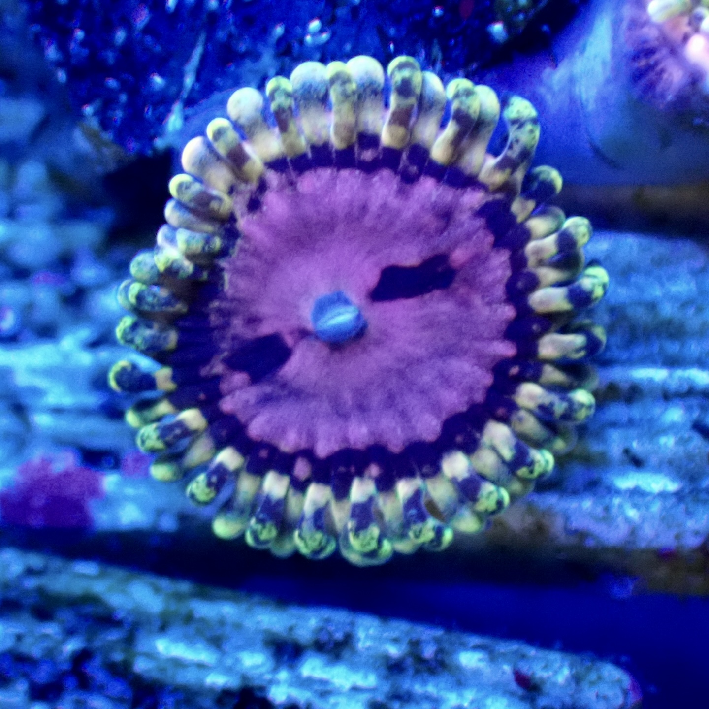 Aquarium Tallman アンコリブリード マメスナギンチャク Pink Diamond ピンクダイヤモンド 1polyp