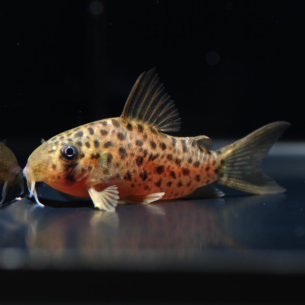 Aquarium Tallman コリドラス