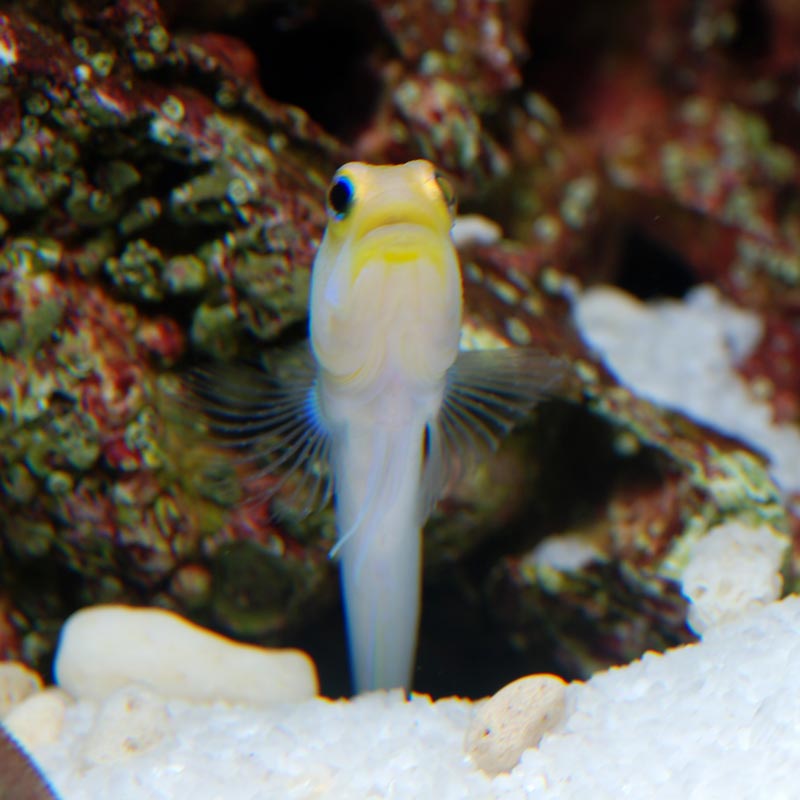 Aquarium Tallman イエローヘッドジョーフィッシュ S 1匹