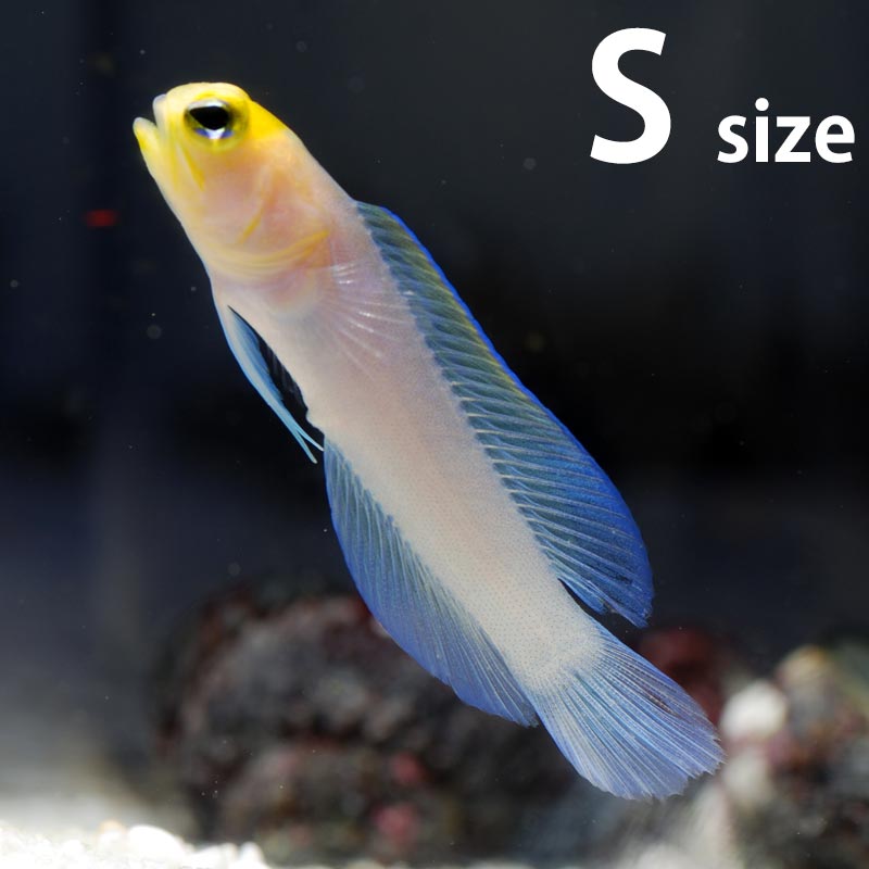 Aquarium Tallman イエローヘッドジョーフィッシュ S 1匹