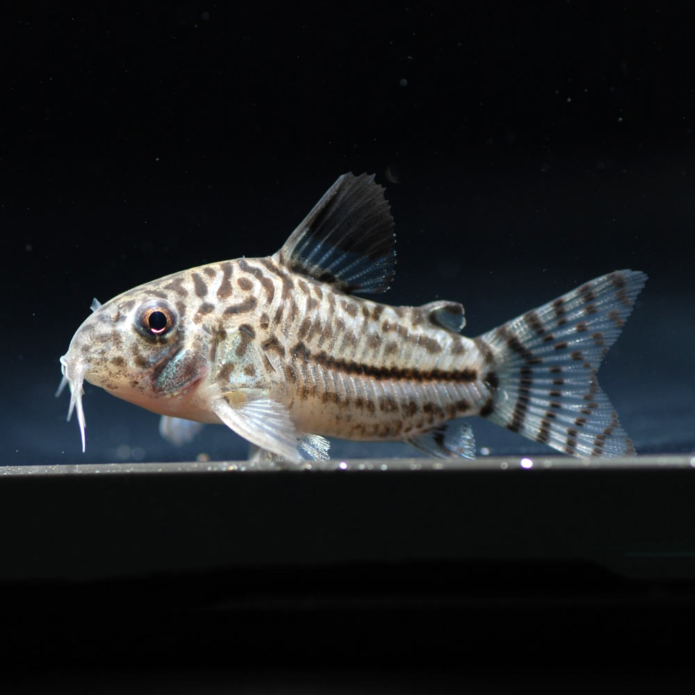 Aquarium Tallman コリドラス