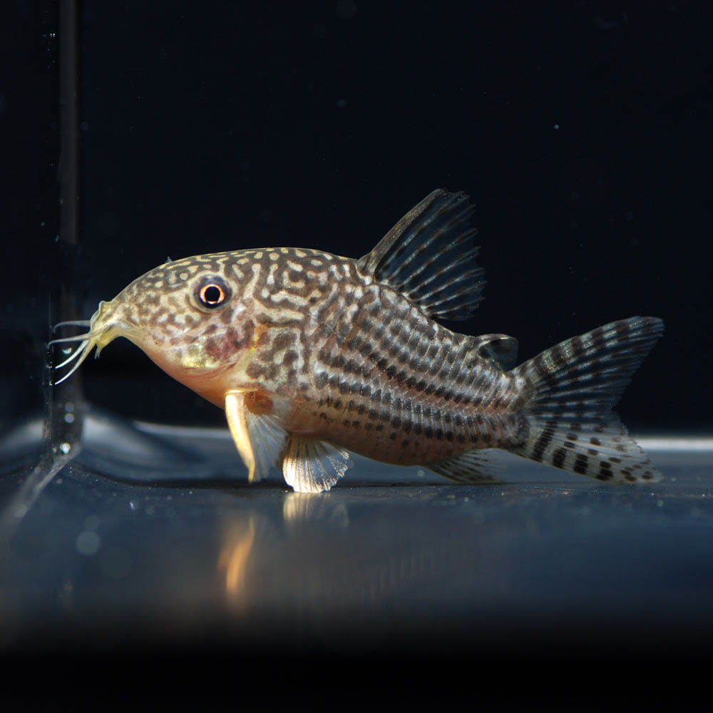 Aquarium Tallman コリドラス