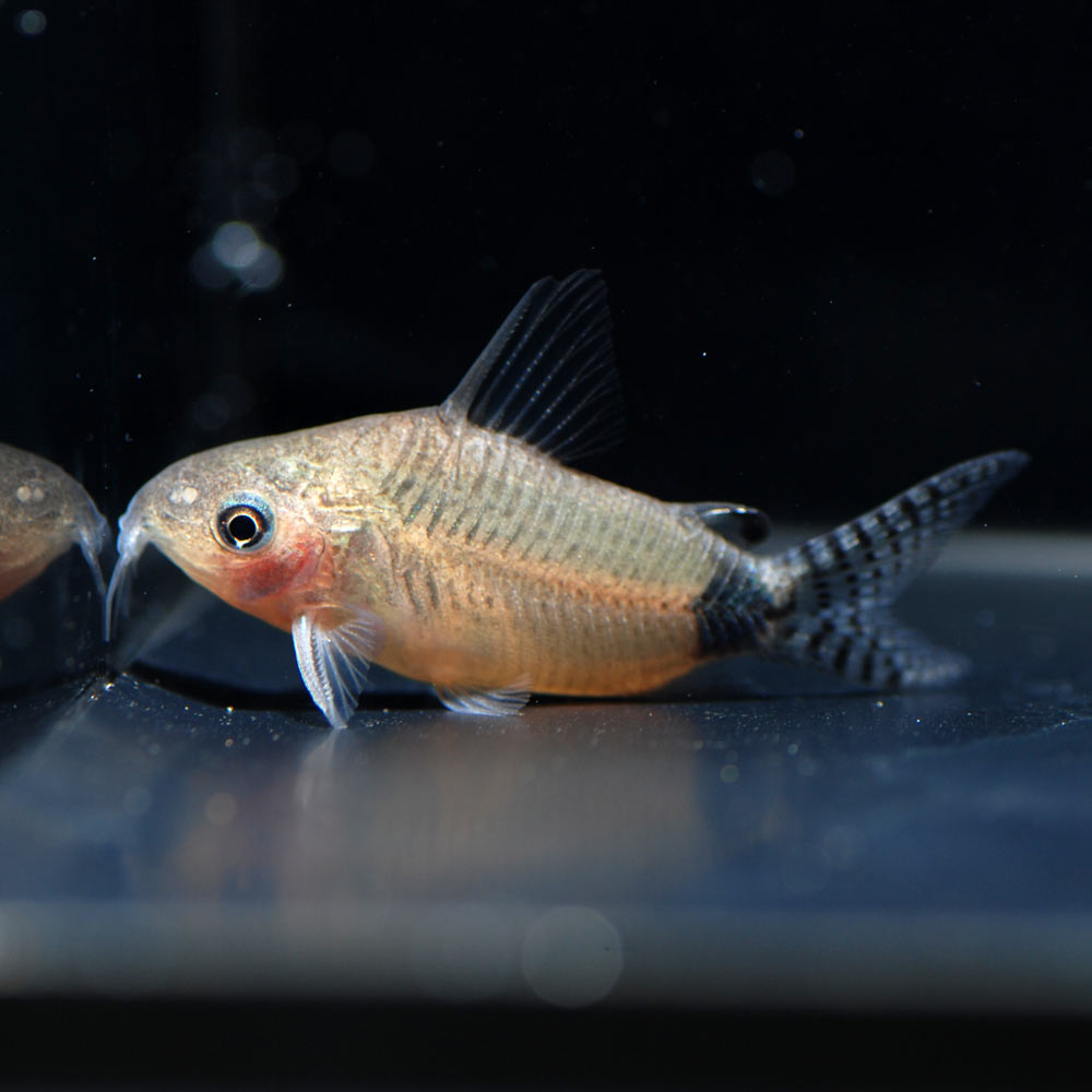 Aquarium Tallman コリドラス