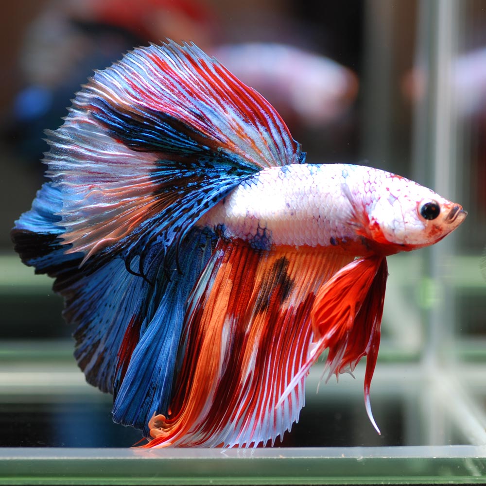 Aquarium Tallman ベタ