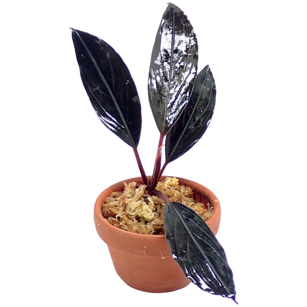 ブセファランドラspスケルトンキング大株